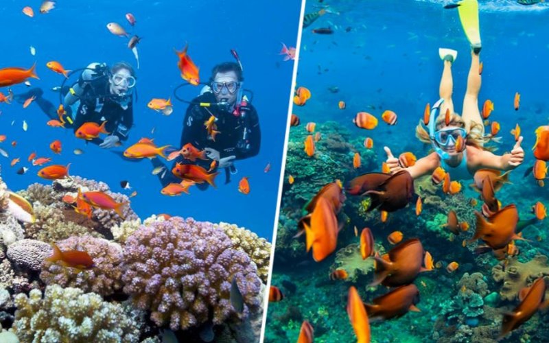 Bạn có thể tham gia tour du lịch lặn ngắm san hô nửa ngày nếu bận